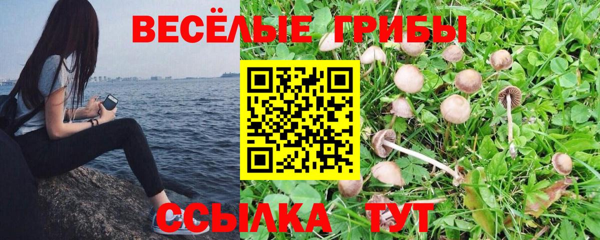 Псилоцибиновые грибы MAGIC MUSHROOMS  Вход с VPN  цена   Домодедово 